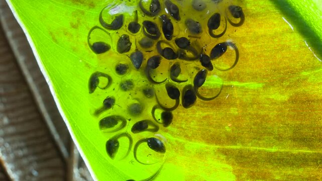 Developing tadpoles of the White-spotted Cochran Frog (Sachatamia albomaculata).on a leaf overhanging a shallow river.