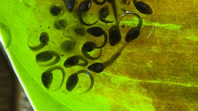 Developing tadpoles of the White-spotted Cochran Frog (Sachatamia albomaculata).on a leaf overhanging a shallow river.