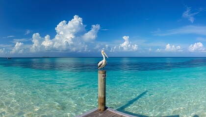 Obraz premium Pelican Perched Over Clear Turquoise Ocean