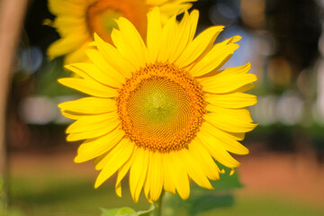 Obraz premium Sunflower Radiance: A vibrant sunflower in full bloom, showcasing its sunny petals and inviting central disc, captures the essence of summer, joy, and the beauty of the natural world.