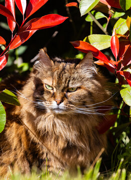 Adorable female of siberian cat in the garden