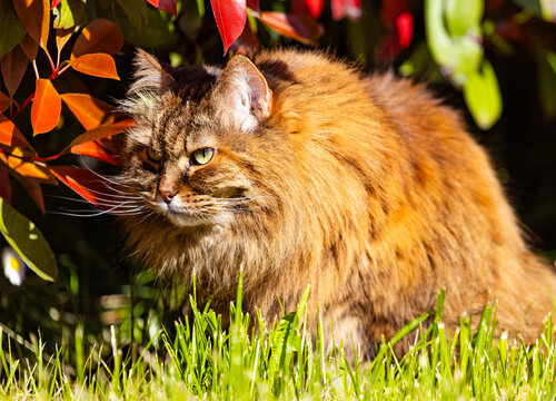 Adorable female of siberian cat in the garden
