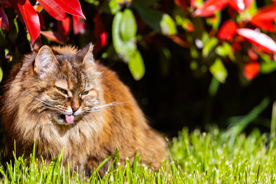 Adorable female of siberian cat in the garden
