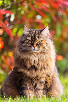 Adorable female of siberian cat in the garden