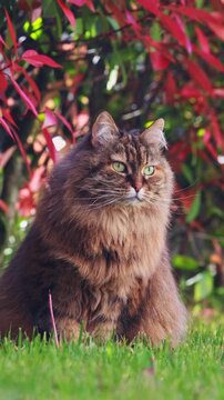 Cute siberian kitten outdoor under a photinia plant, spring time
