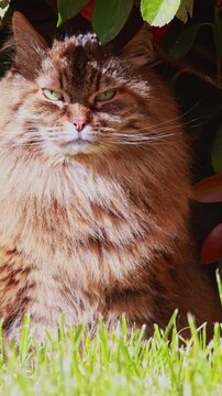 Cute siberian kitten outdoor under a photinia plant, spring time