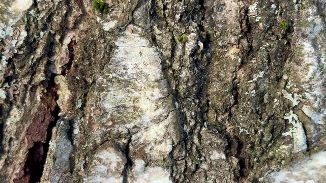 Closeup birch bark texture winter, rough lichen and moss detail, cracked peeling layers, muted white and brown tones, subtle frost