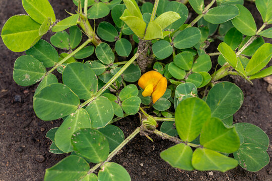 Peanut plant with flower growing in field. Peanut farming, pollination and agriculture industry concept.