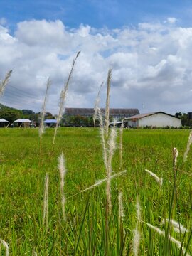 Close up of wild cogon grass blowing in the wind