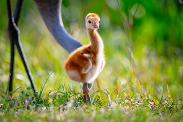 Obraz premium Close up view of a sandhill crane chick