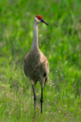 Fototapeta premium Front view of a sandhill crane in orlando wetland park