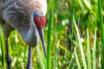 Fototapeta premium Close up view of an adult sandhill crane