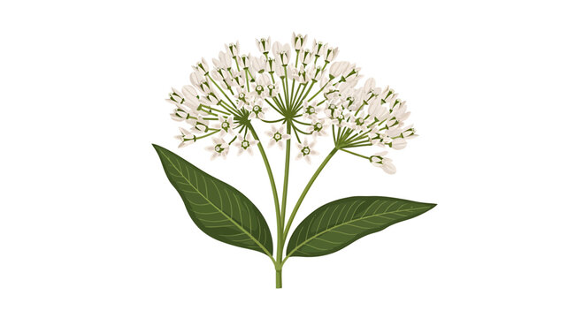Flowering Indian snakeroot plant with white blooms and green leaves