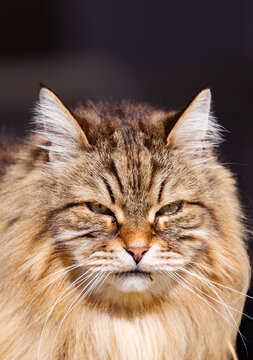 Brown tabby face of long haired cat of siberian breed