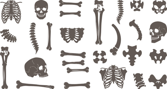 Bones represented using faceted, polygonal shapes, black silhouette collection, body skeleton stock vectors bones include long, straight bones, curved bones, vector style art.