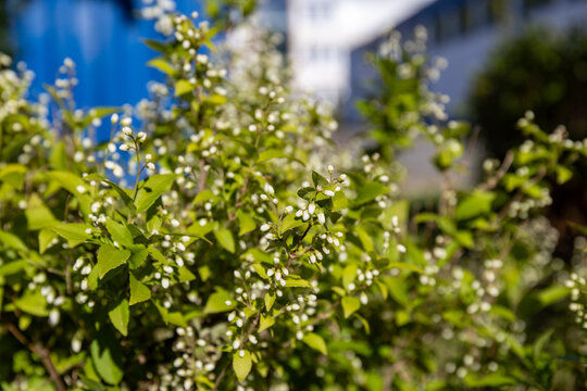 Deutzia gracilis flowers in May. Deutzia gracilis, the slender deutzia.