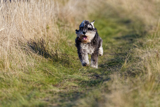 A joyful Zwergschnauze dog runs directly toward the camera with ears flapping in the wind. Shallow focus.