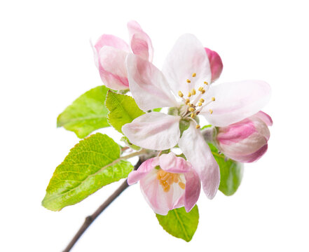 Spring apple blossom isolated on white background. Branch of flowering apple tree with pink and white flowers and green leaves. Clipping path.