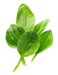 Fresh plantain leaves isolated on white background. Plantago major herb. Medicinal green leaves for traditional medicine. Clipping path. © vandycandy
