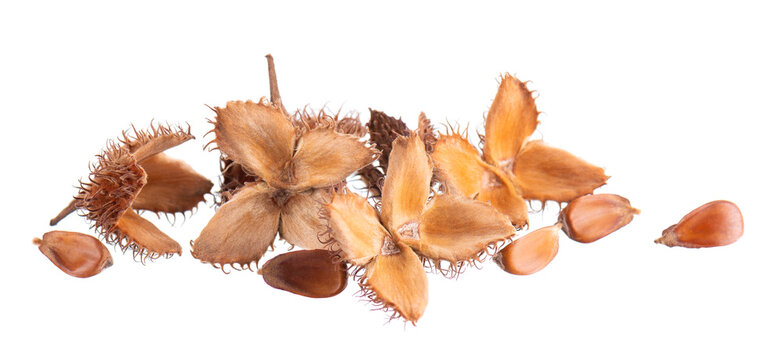 Beechnuts seeds isolated on white background. European beech nuts or Fagus sylvatica. Clipping path.