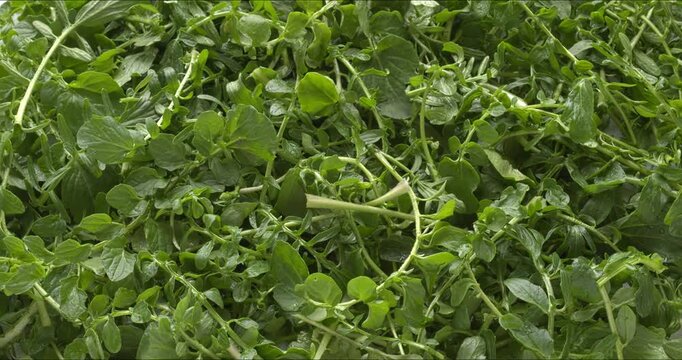 Freshly harvested American land cress leaves as a background. Land cress is a good substitute for watercress; it can be used in sandwiches, salads, and cooked.