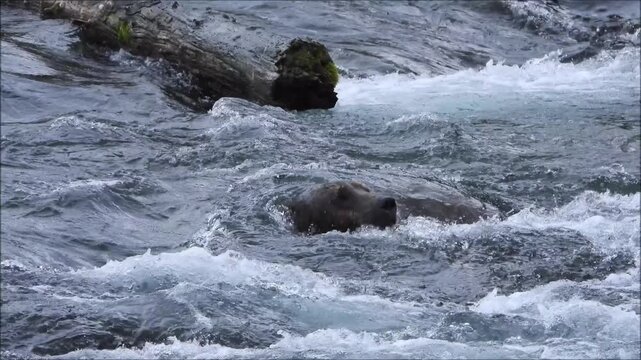 Big brown bear searching for food at Brooks Falls in Katmai National Park Alaska