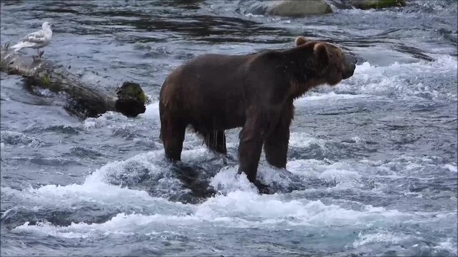 Big ole brown bear searching for food at Brooks Falls in Katmai National Park Alaska