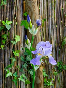 Fleur d' iris hybride ou iris des jardins &agrave; p&eacute;tales bleu-violet clair, barbes orange et motifs color&eacute;s dress&eacute;e au sommet d'une tige au feuillage vert glauque, lin&eacute;aire et pointu en forme de glaive
