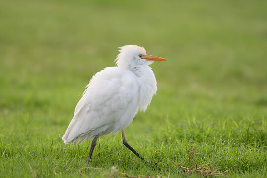 Close-up of a Cattle Egret (Bubulcus ibis) walking on green grass (isolated on blurred background).