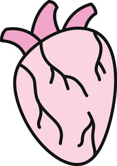 Obraz premium Anatomical human heart showing veins and arteries, illustrating cardiology and well being