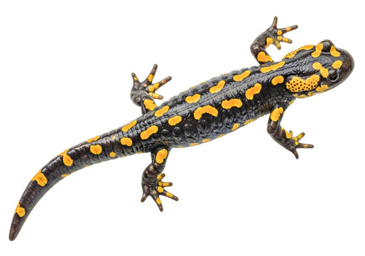 Colorful fire salamander on white background