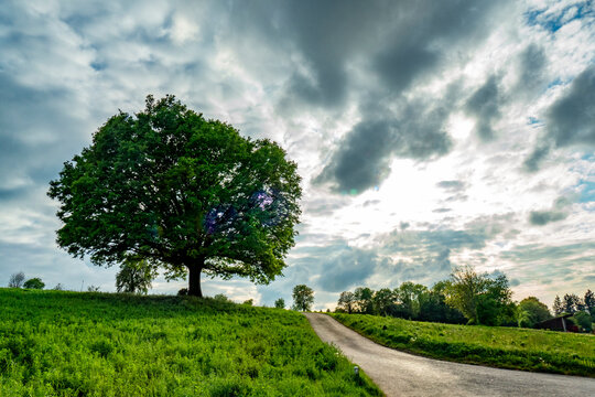 Gro&szlig;e Linde im Fr&uuml;hjahr