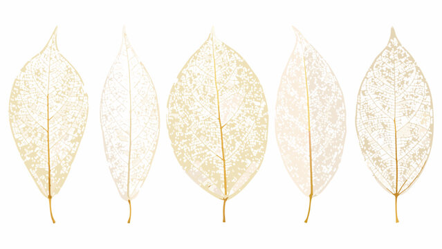 five distinct leaf shapes rendered as delicate skeletons against a white background high quality professional detailed modern elegant