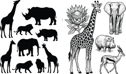 African safari animals collection featuring giraffe elephant rhino and lion silhouettes alongside detailed hand drawn vintage style wildlife illustrations © MdSohel