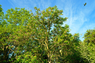 Fototapeta premium Ring-necked parakeets in the Vincennes wood. Paris 12th arrondissement
