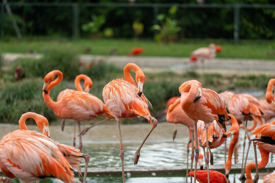 Pink flamingos stand in shallow water. They rest on long, thin legs. Some bend necks, others stand tall. Grassy background with distant foliage. Natural lighting enhances vibrant pink