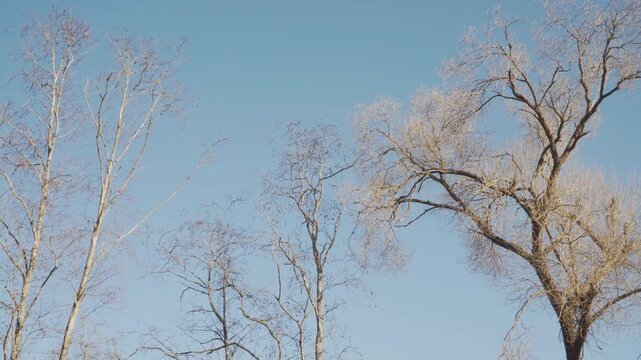 Leafless birch and willow crowns gently sway in a pale winter breeze beneath a vast, cloudless blue sky in soft daylight. Perfect for seasonal transitions or nature documentaries. 