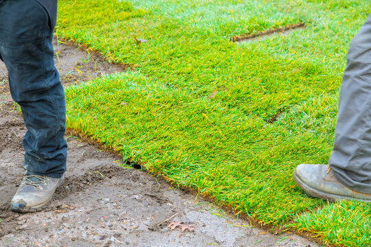 Workers lay down sod on lawn in residential area in spring season