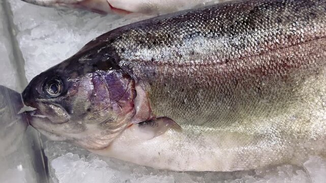 Fresh frozen sea trout on ice, rows of whole trout on shallow crushed ice at seafood counter, silvery scales glistening under shop