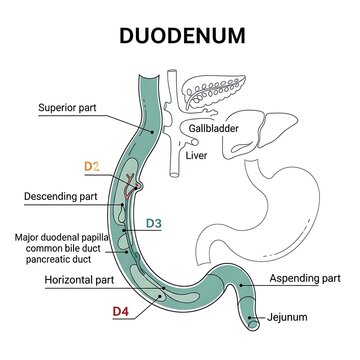 Duodenum anatomy medical diagram illustration.