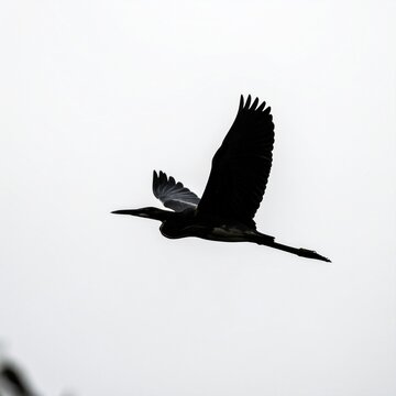 Flying frigatebird with wings spread against cloudy sky