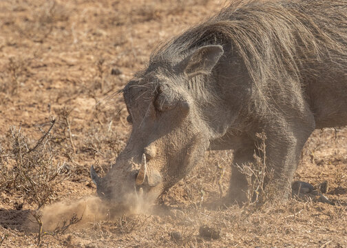 Warthog snuffles roots in dry dusty earth in wild natural habitat south africa close up shows hair and tusks 