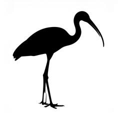 Obraz premium Black ibis standing on one leg against white background