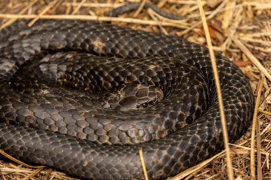 Close up of a Coiled Wild Tiger Snake in Tasmania, Australia