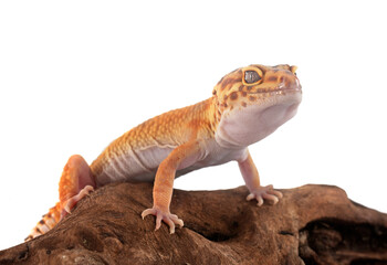 Leopard gecko in studio