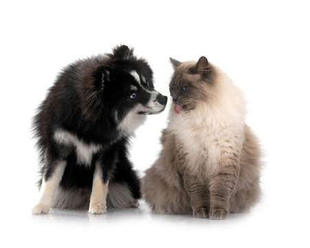 siberian cat and pomsky in studio