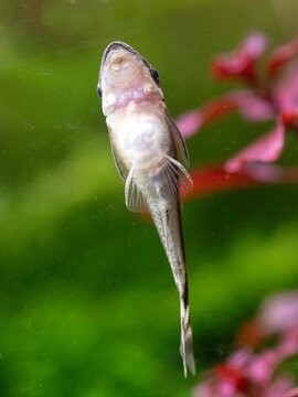 Macrotocinclus in studio
