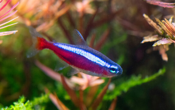 Paracheirodon axelrodi in aquarium