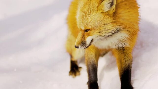 A beautiful fox playing in the snow, captured in a lively winter wildlife scene. The fox is seen interacting with the soft snow, creating a playful and energetic moment in a cold natural environment. 