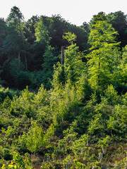 Fototapeta premium Wiederaufforstung im Mischwald im Frühjahr